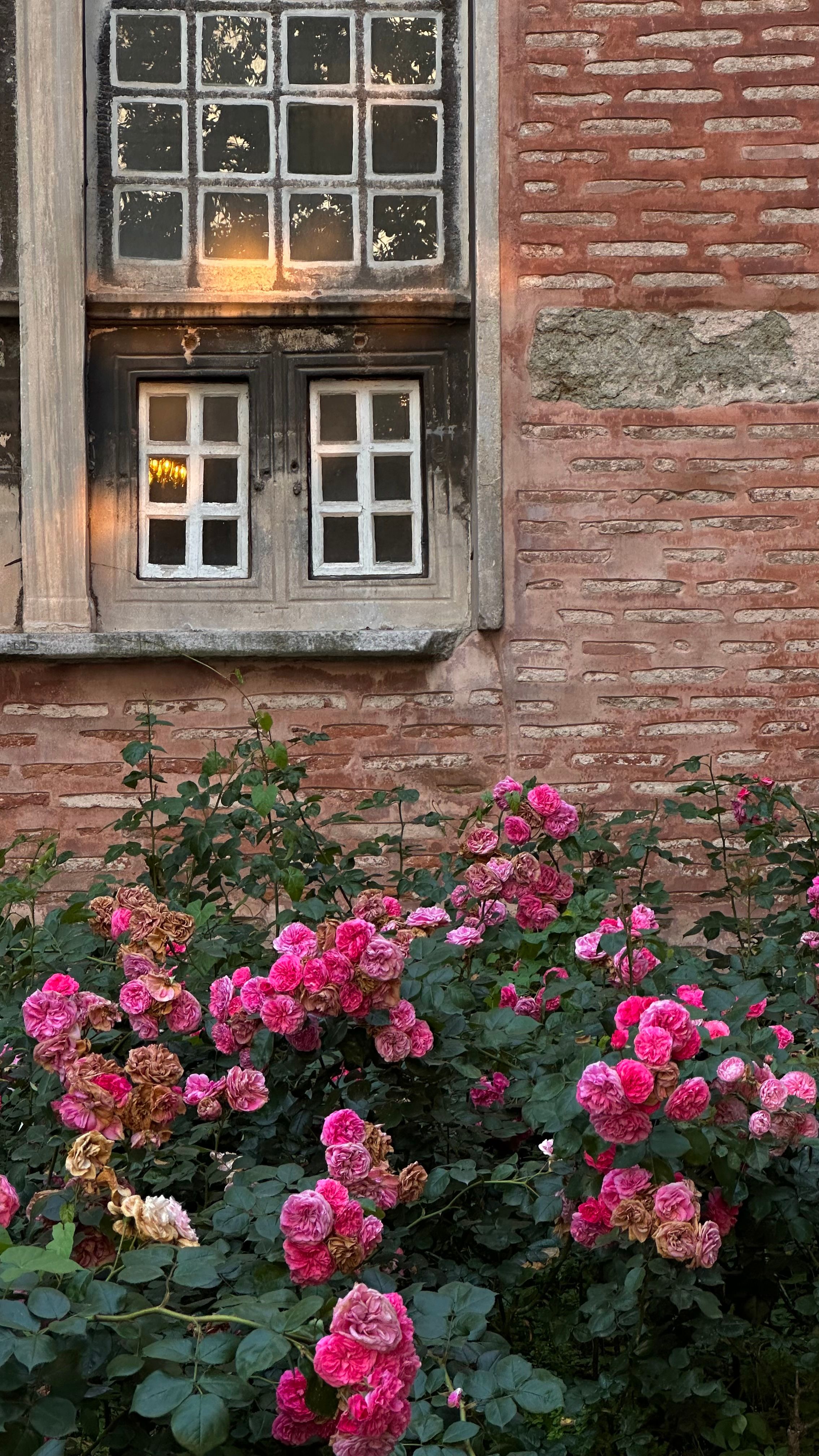 Vibrant pink roses bloom against a rustic brick wall with vintage windows, capturing natural beauty.