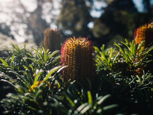 Free Detailed view of a sunlit Banksia plant with lush foliage in a natural environment. Stock Photo