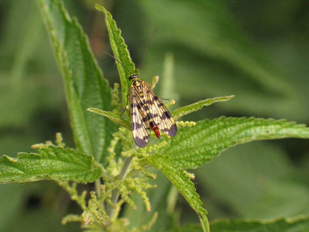 Notflie Insect Close-up of an Insect on a Nettle · Free Stock Photo