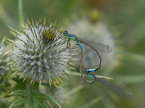 Damselflies Mating on Plant