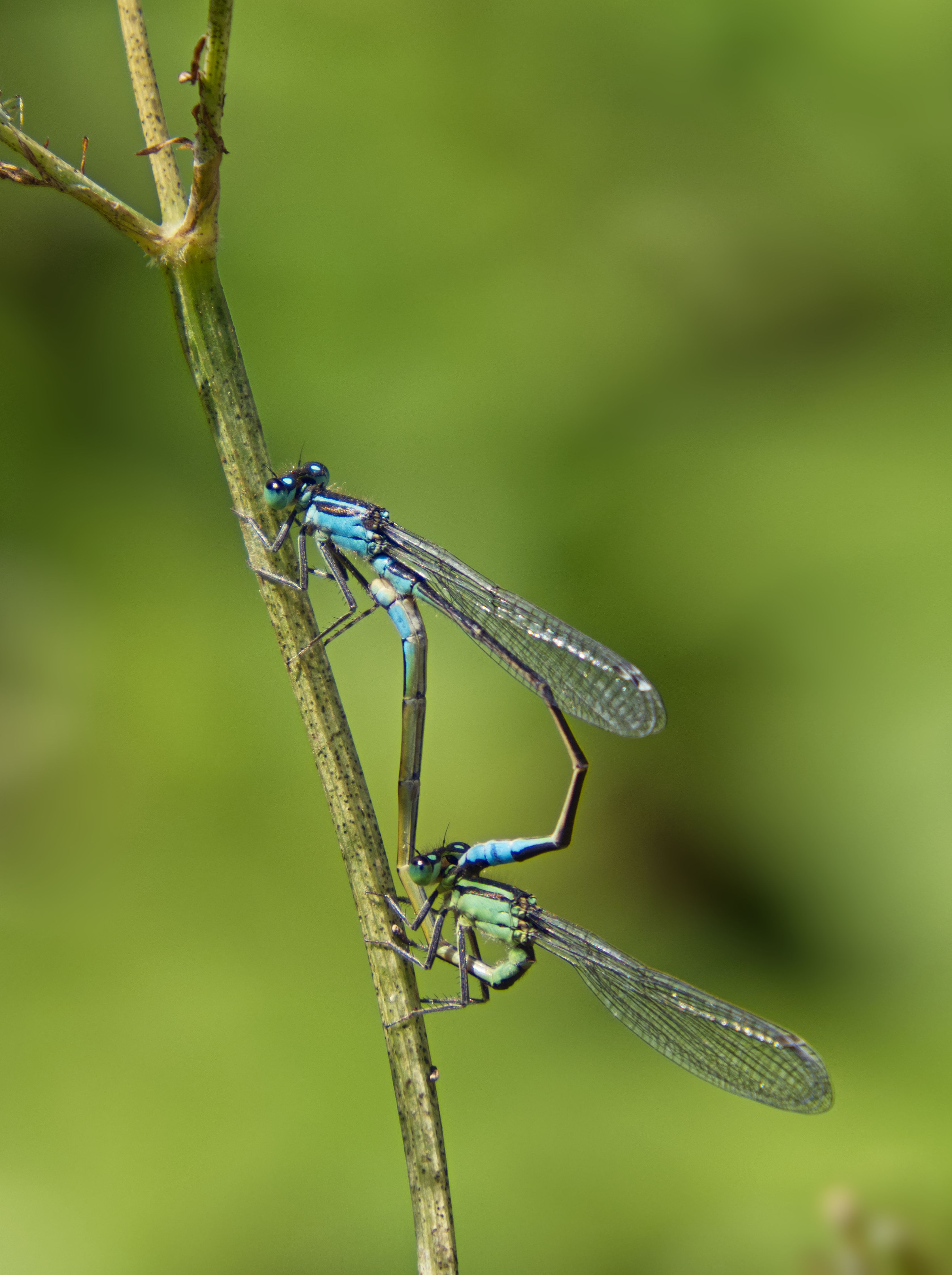 Close-up of Dragonflies Sitting on a Stick · Free Stock Photo