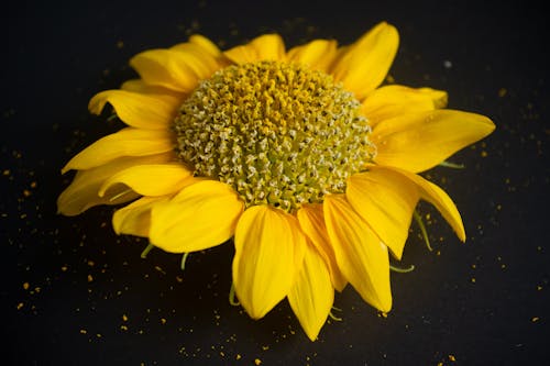 검은색 배경, 노란 꽃잎, 밝은의 무료 스톡 사진