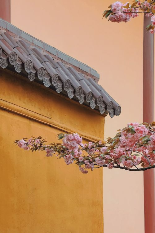 Free Close-up of cherry blossoms beside a traditional tiled building under a soft summer light. Stock Photo