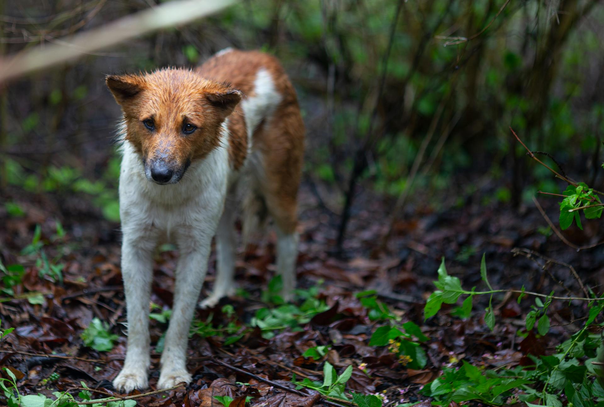 Askal Dog in Woods