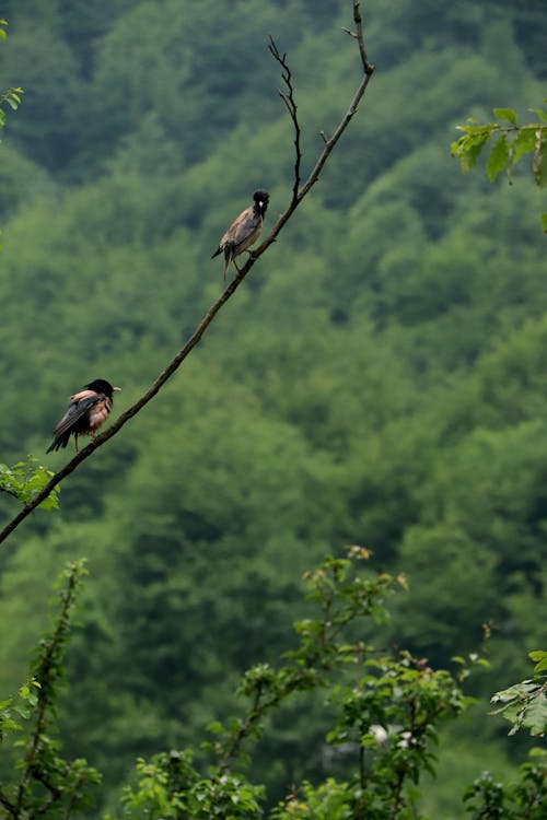 Fotos de stock gratuitas de aves, bosque, fondo de pantalla para el móvil