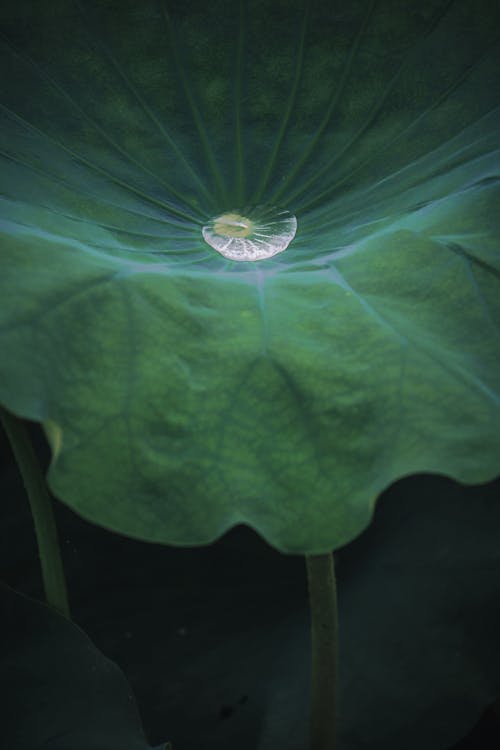 Close up of Big, Green Leaf