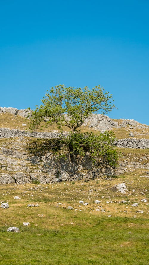 Imagine de stoc gratuită din arbore, câmp, deal