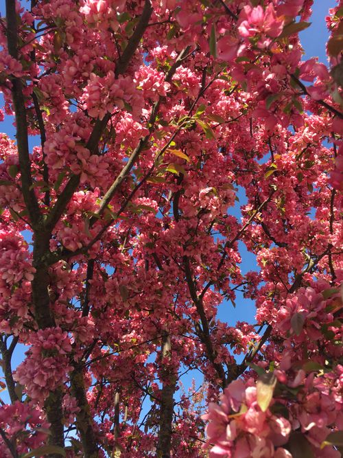 Free A stunning view of pink cherry blossoms in full bloom against a clear blue sky, captured in spring. Stock Photo