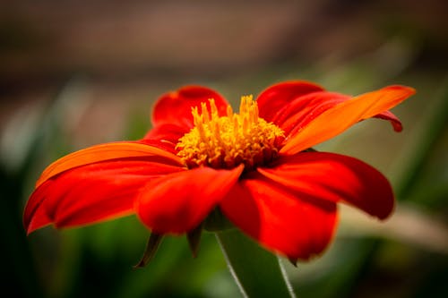 Free stock photo of bloom, flower bud