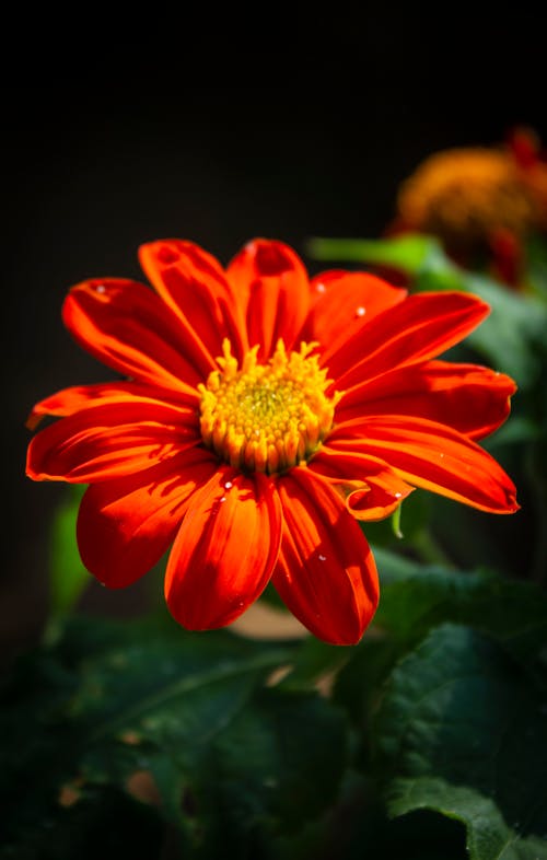 Free stock photo of bloom, flower arrangement