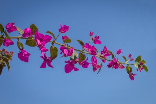 Free stock photo of bloom, floral