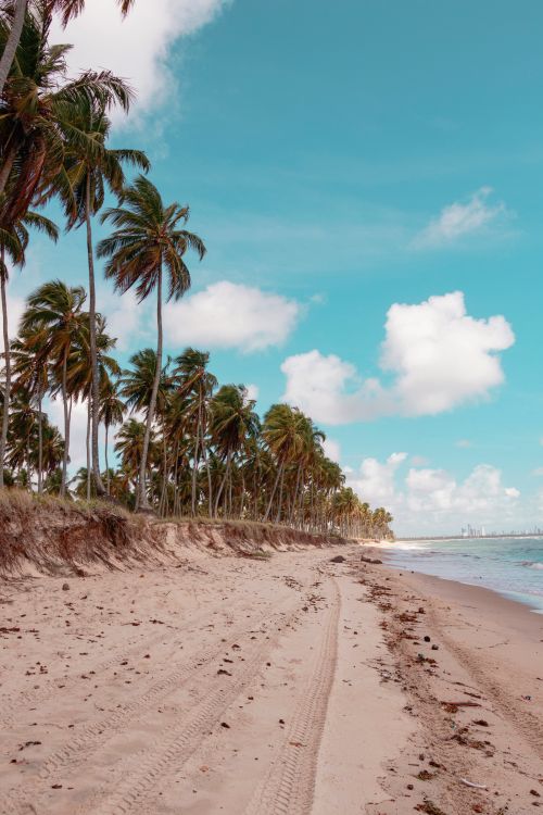 Free Discover the serene beauty of a tropical beach in Cabo de Santo Agostinho with its iconic palm trees and clear skies. Stock Photo