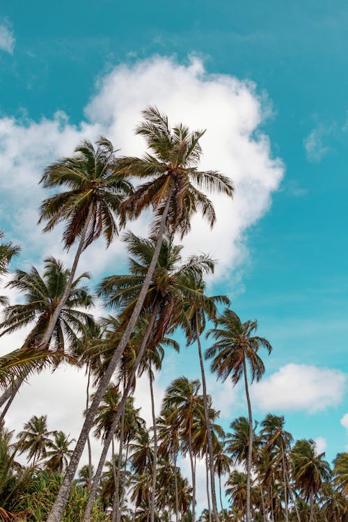 Palm Trees in Tropical Forest