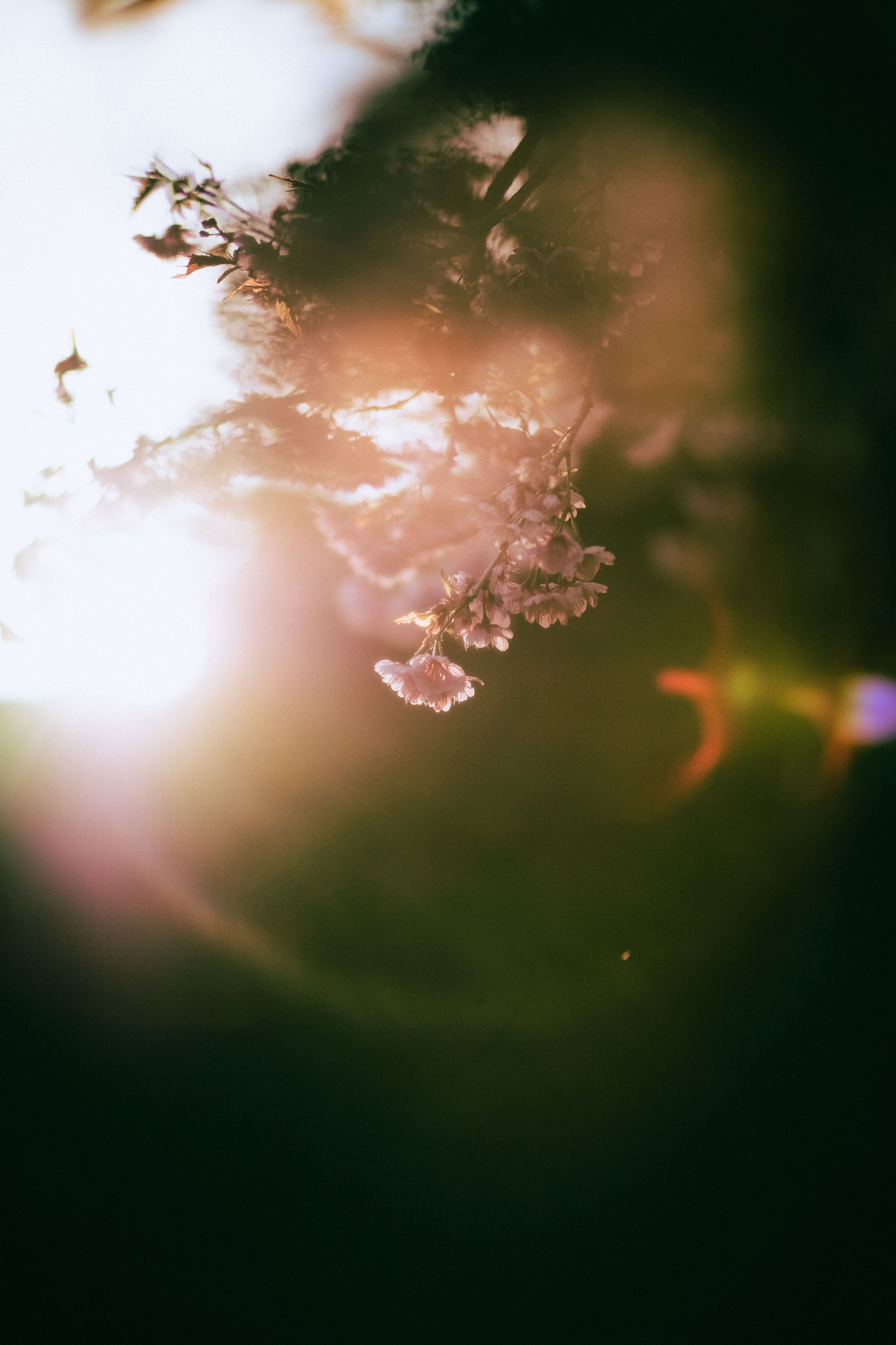 Dreamy floral scene with blossoms illuminated by the setting sun, evoking a sense of tranquility.