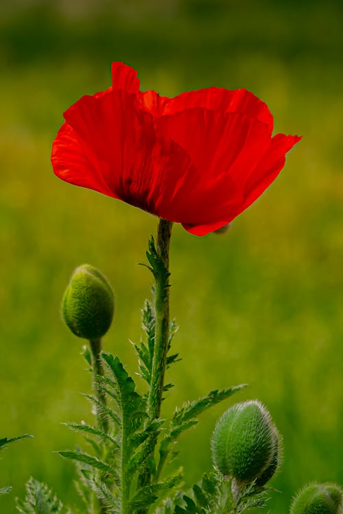 Close-up of Poppy Flower Growing in Field 