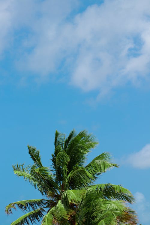 Palm Trees under Fluffy White Clouds