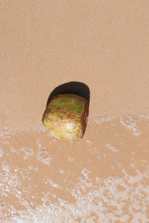 Darmowe zdjęcie z galerii z orzech kokosowy