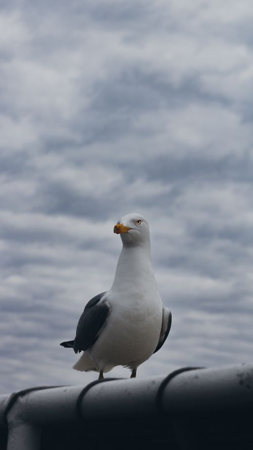 Free Close-up of a seagull on a railing under a dramatic cloudy sky. Ideal for nature and urban themes. Stock Photo