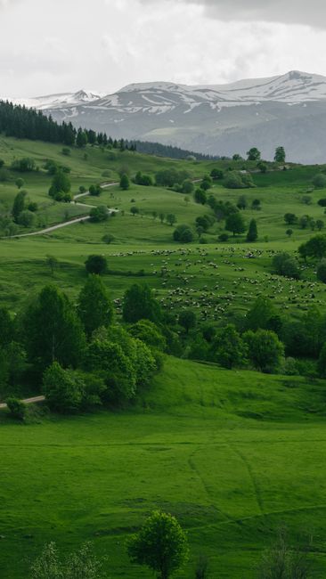 Serene countryside landscape with grazing sheep, green fields, and snow-capped mountains in the background.