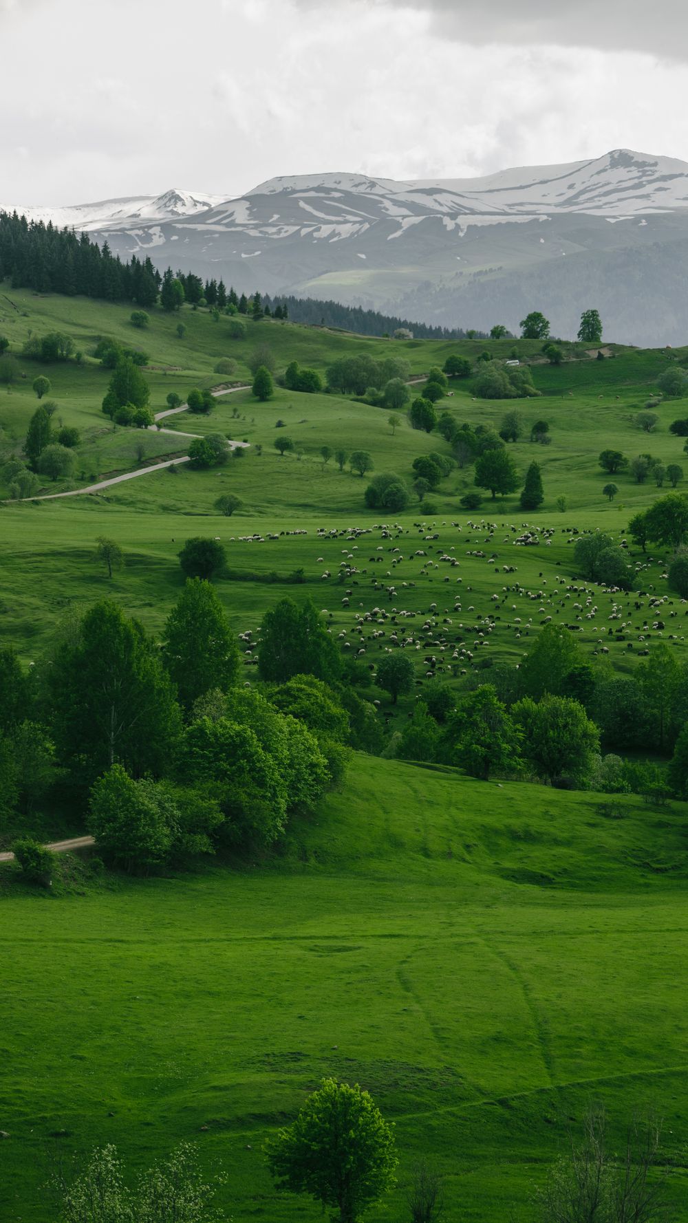 Grasslands