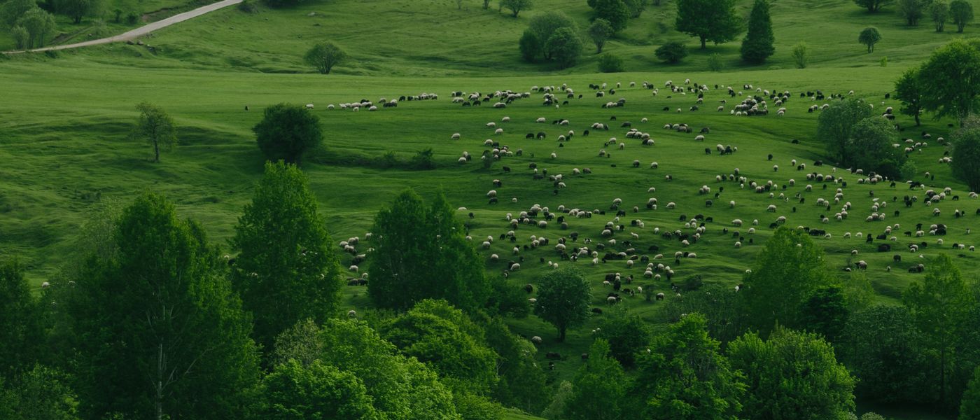 Post-Shearing Exposure Insurance for Sheep: Why This Cover Matters
