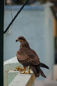 black kite bird
