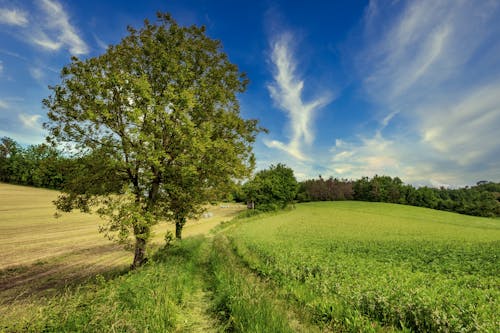 Imagine de stoc gratuită din arbori, câmp, la țară