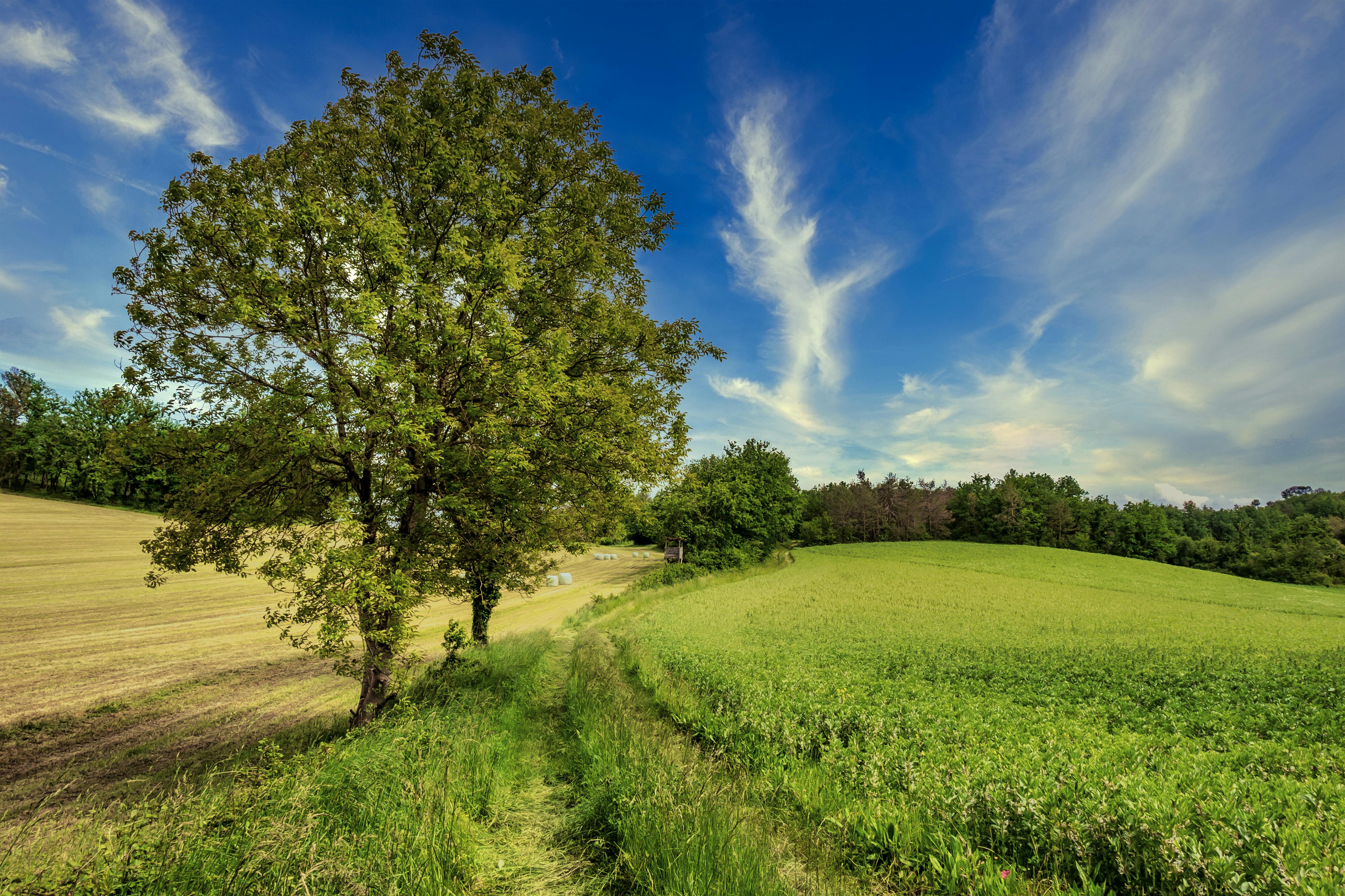 Foto profissional gratuita de agricultura, ao ar livre, área, árvore ...