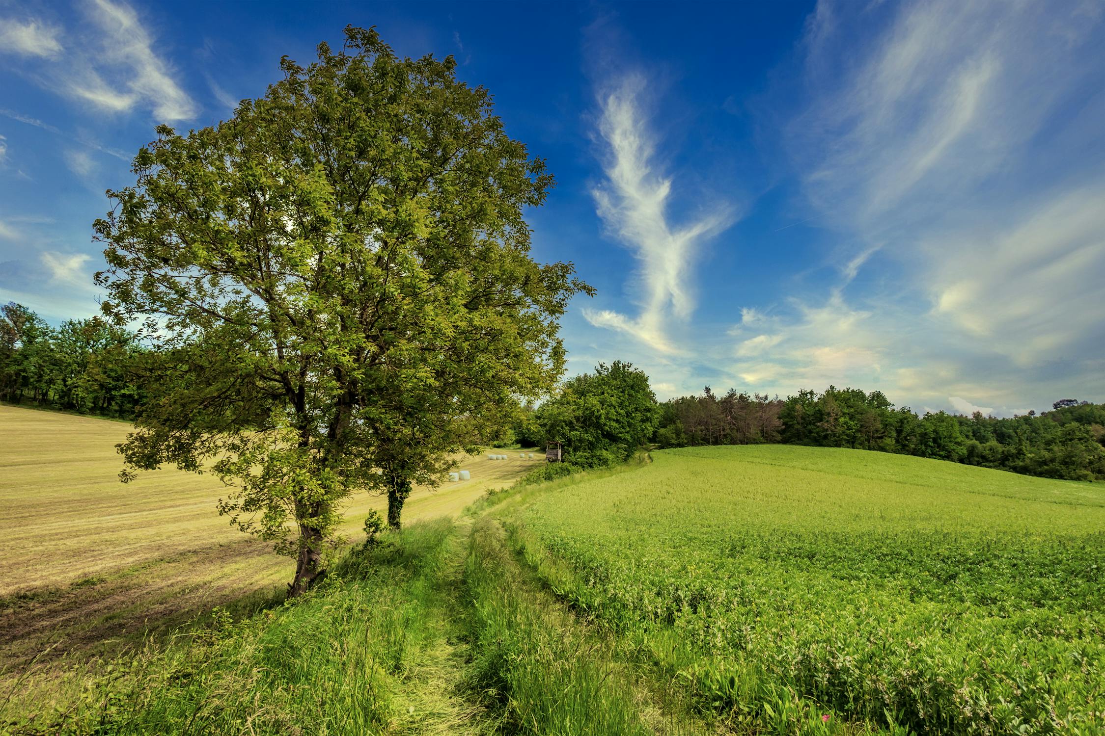 Foto profissional gratuita de agricultura, ao ar livre, área, árvore ...