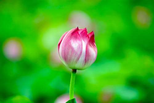 Single Budding Lotus