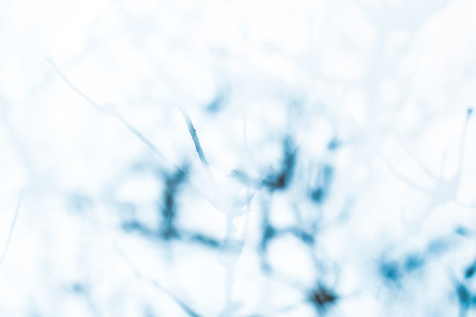 Delicate abstract photo with soft blue tones and blurred branches evoking a winter scene.