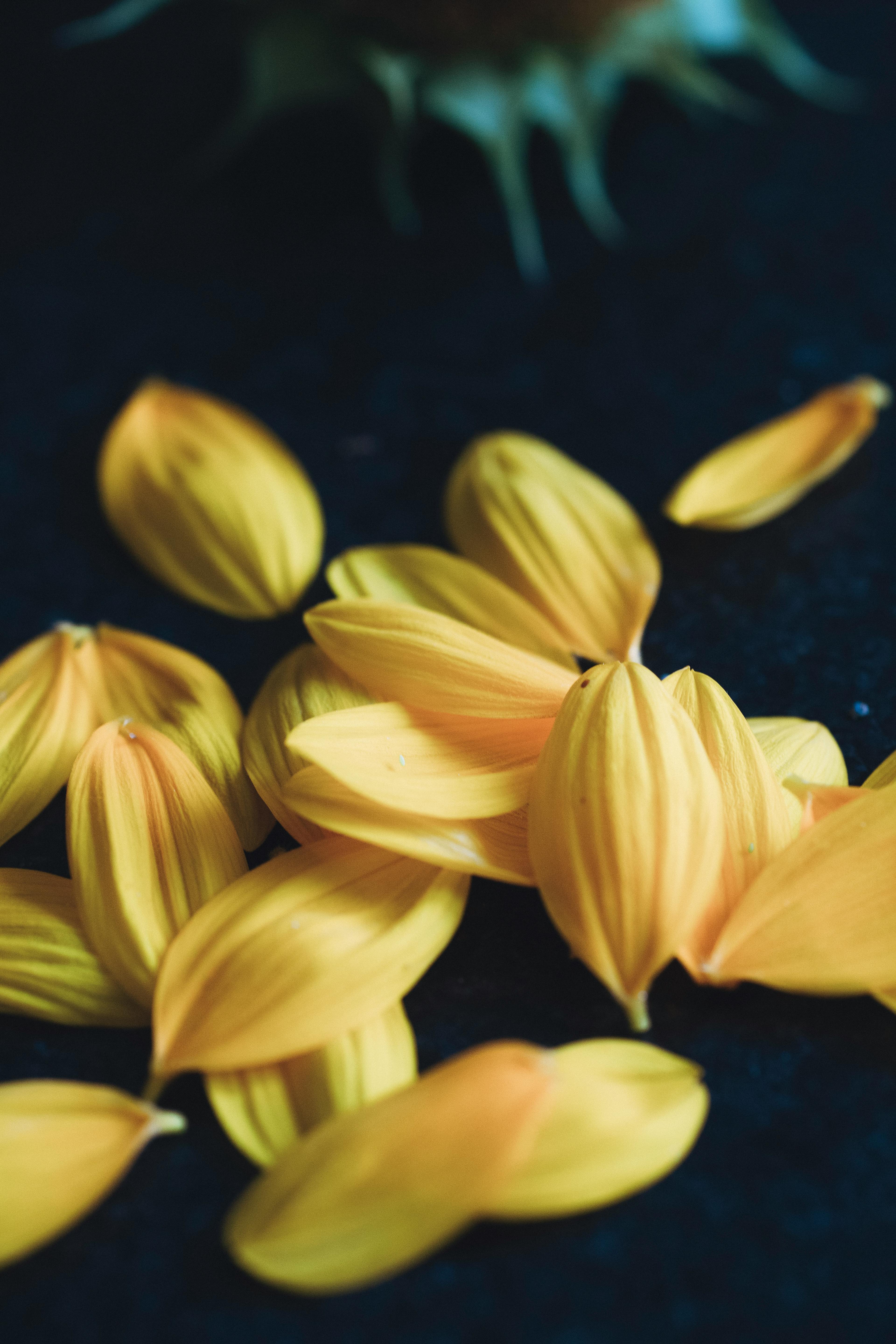 Detailed view of scattered yellow flower petals on a dark backdrop showcasing natural beauty.