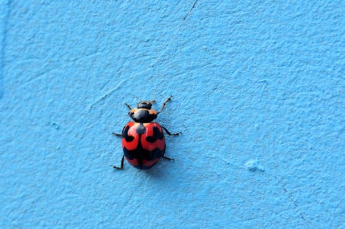 Kostenloses Stock Foto zu blauem hintergrund, insekt, insektenfotografie
