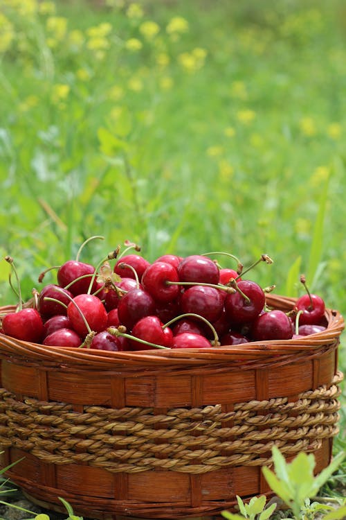 Basket of Ripe Cherries in Field