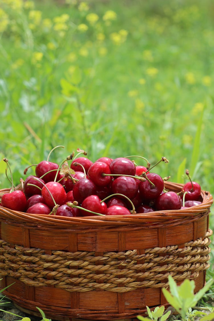 Basket Of Ripe Cherries In Field