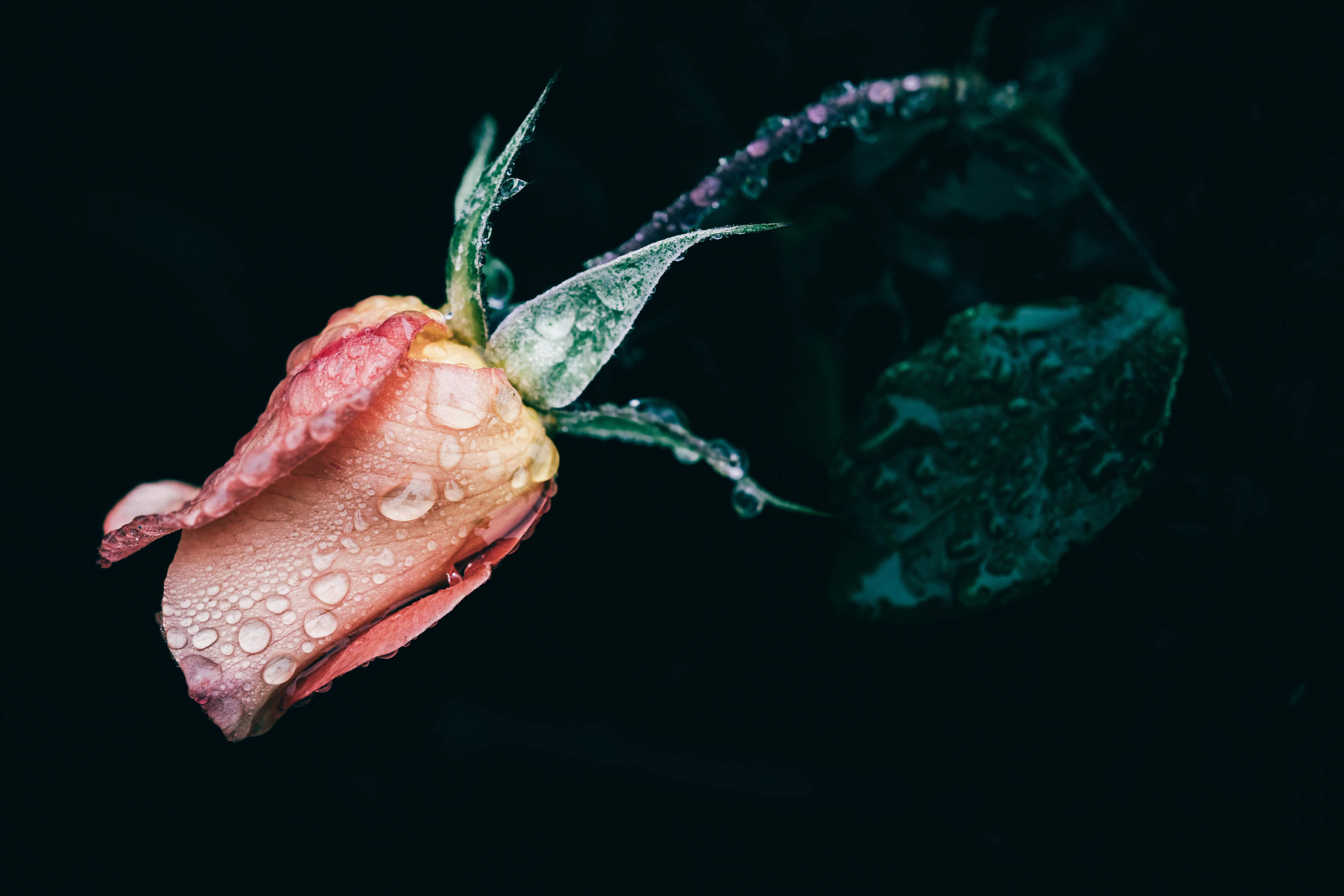 orange rosebud with rain drops