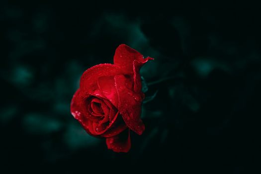 Bright red rose flower with rain drops, starting to bloom