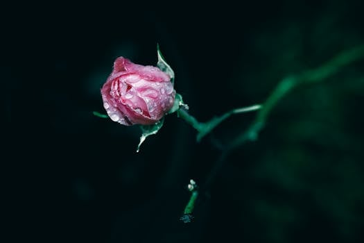 A delicate pink rose bud glistening with droplets against a dark background, creating a moody and elegant scene.