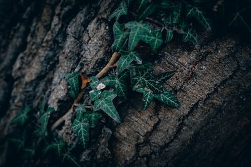 Fotobanka s bezplatnými fotkami na tému diaľničná nálepka, listy, príroda