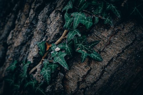 Free Detailed close-up of green ivy leaves growing on rugged tree bark. Nature's intricate patterns. Stock Photo