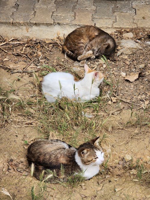 간, 고양이, 누워 있는의 무료 스톡 사진