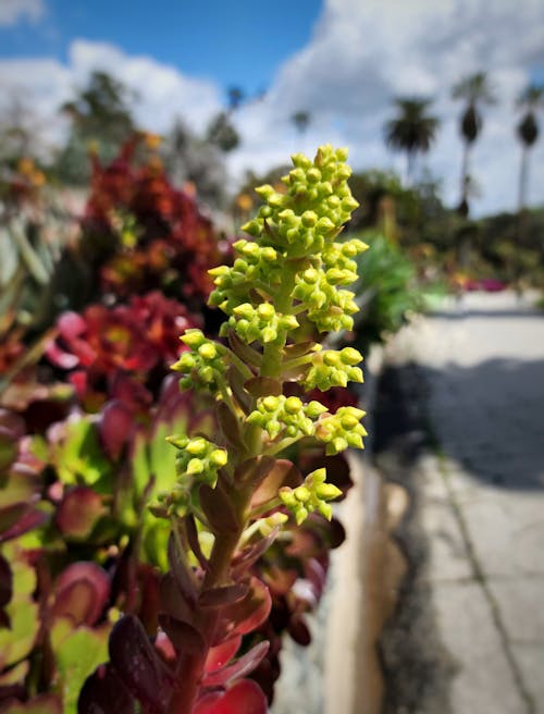 Foto profissional grátis de natureza bela, parque na cidade, plantas floridas