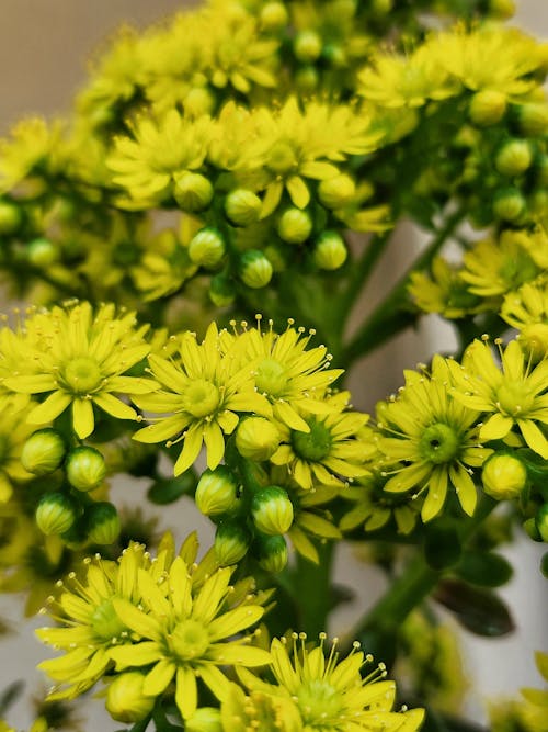 Foto profissional grátis de beleza na natureza, flores amarelas, parque na cidade