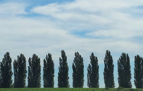 Foto profissional grátis de árvores grandes, natureza, parque na cidade