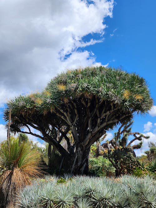 Foto profissional grátis de árvores, parque na cidade