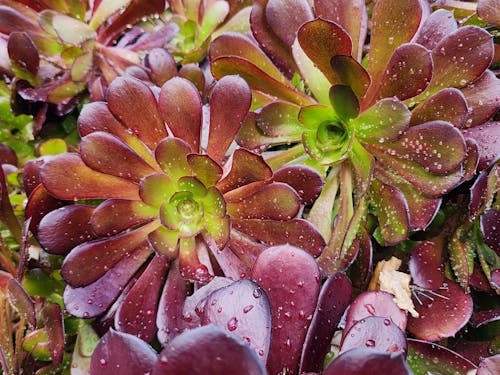 Foto profissional grátis de flores lilás, gotas de chuva, parque na cidade