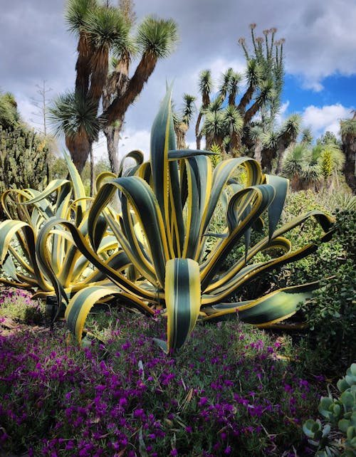 Foto profissional grátis de natureza bela, parque na cidade, planta em floração