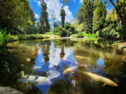 Foto profissional grátis de beleza na natureza, flores desabrochando, lago