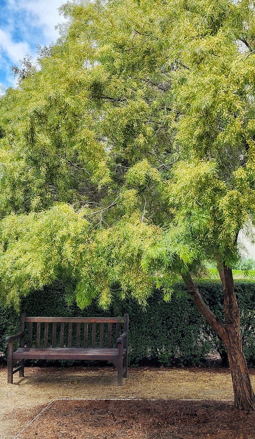 Foto profissional grátis de árvores verdes, assentos, descansar