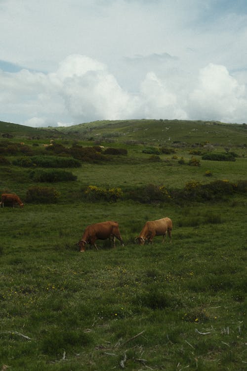 Cows Grazing in Green Pasture Field